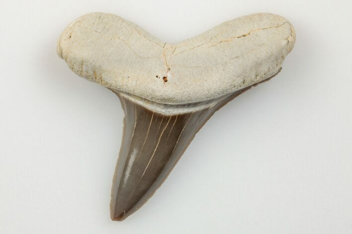 Cretaceous Ginsu Shark (Cretoxyrhina) Tooth - Kansas #203321